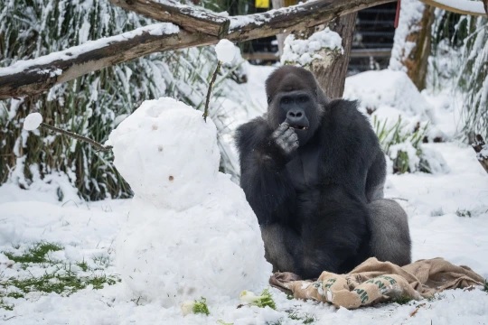 agrandeartedeserfeliz.com - Gorilas são vistos brincando na neve em Zoológico de Londres e encantam turistas; veja fotos