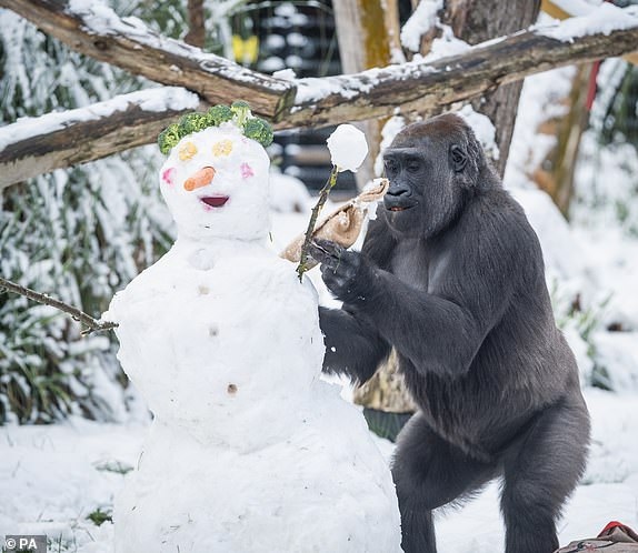 agrandeartedeserfeliz.com - Gorilas são vistos brincando na neve em Zoológico de Londres e encantam turistas; veja fotos