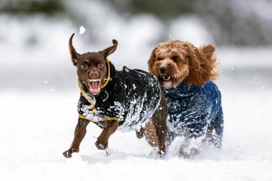 agrandeartedeserfeliz.com - Gorilas são vistos brincando na neve em Zoológico de Londres e encantam turistas; veja fotos