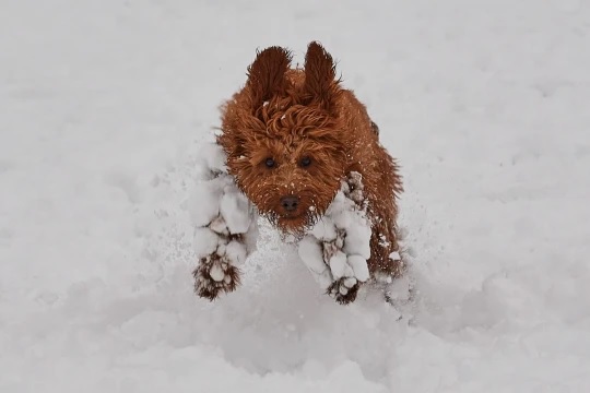 agrandeartedeserfeliz.com - Gorilas são vistos brincando na neve em Zoológico de Londres e encantam turistas; veja fotos