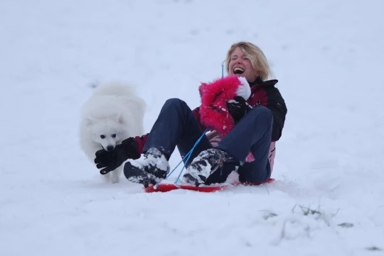 agrandeartedeserfeliz.com - Gorilas são vistos brincando na neve em Zoológico de Londres e encantam turistas; veja fotos