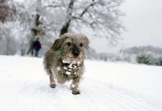 agrandeartedeserfeliz.com - Gorilas são vistos brincando na neve em Zoológico de Londres e encantam turistas; veja fotos