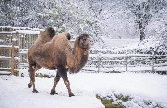 agrandeartedeserfeliz.com - Gorilas são vistos brincando na neve em Zoológico de Londres e encantam turistas; veja fotos