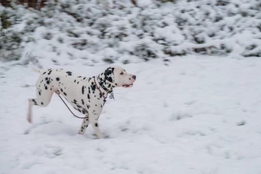agrandeartedeserfeliz.com - Gorilas são vistos brincando na neve em Zoológico de Londres e encantam turistas; veja fotos