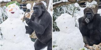 Gorilas são vistos brincando na neve em Zoológico de Londres e encantam turistas; veja fotos