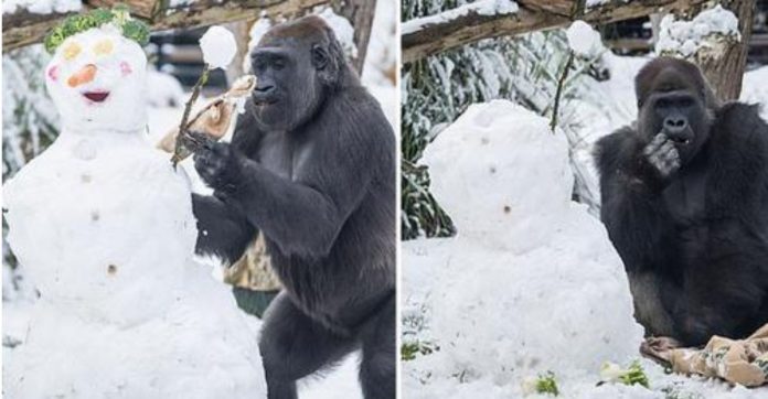 Gorilas são vistos brincando na neve em Zoológico de Londres e encantam turistas; veja fotos