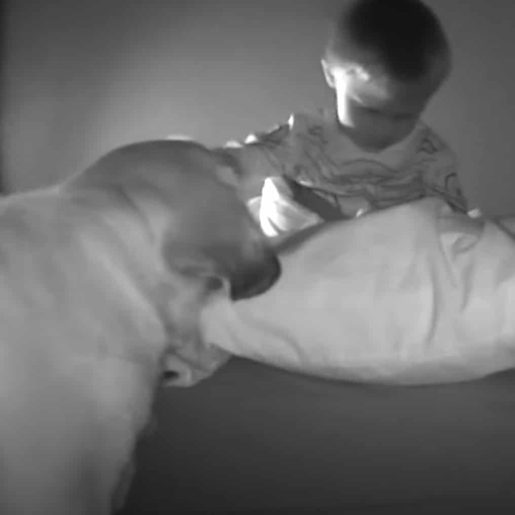 agrandeartedeserfeliz.com - Cachorrinha 'invade' quarto de bebê à noite para se certificar de que ele está seguro [VIDEO]