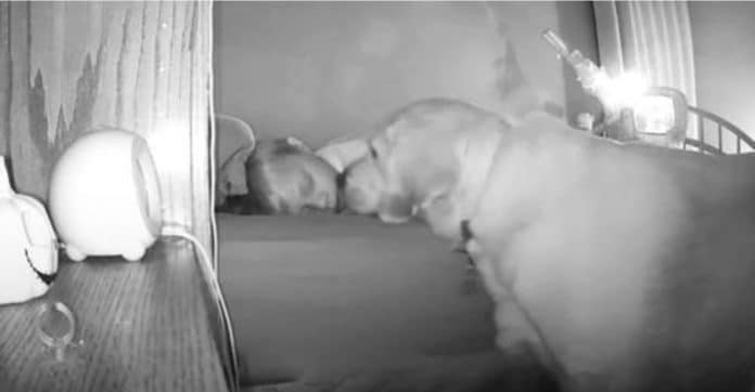 Cachorrinha ‘invade’ quarto de bebê à noite para se certificar de que ele está seguro [VIDEO]
