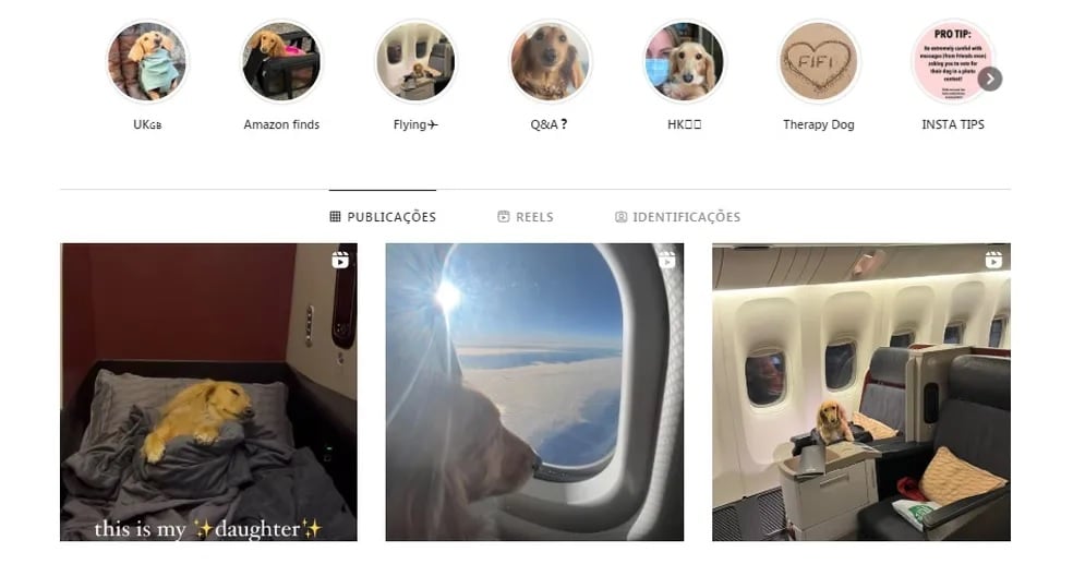 agrandeartedeserfeliz.com - Cachorrinha 'paga' R$ 30 mil para voar em classe executiva e conquista passageiros [VIDEO]