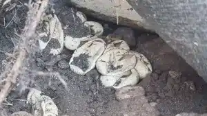 agrandeartedeserfeliz.com - Bebê de 2 anos encontra ninho de cobra com 110 ovos no jardim da própria casa