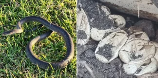 Bebê de 2 anos encontra ninho de cobra com 110 ovos no jardim da própria casa