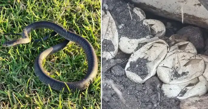 Bebê de 2 anos encontra ninho de cobra com 110 ovos no jardim da própria casa