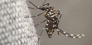 7 dúvidas recorrentes sobre a dengue e como a vacina Qdenga imuniza contra o vírus