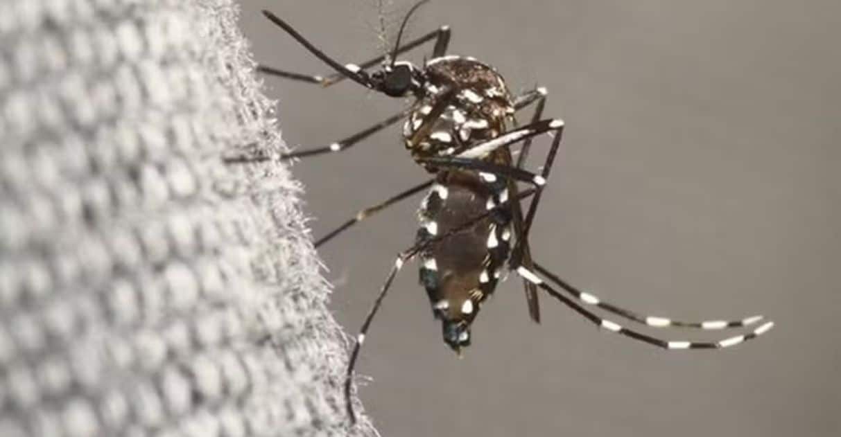 agrandeartedeserfeliz.com - 7 dúvidas recorrentes sobre a dengue e como a vacina Qdenga imuniza contra o vírus